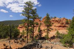 /galleries/anthill_2025/012_ponderosas_and_hoodoos_[Sun_Aug_31_14:08:48_MDT_2025].thumbnail.jpg